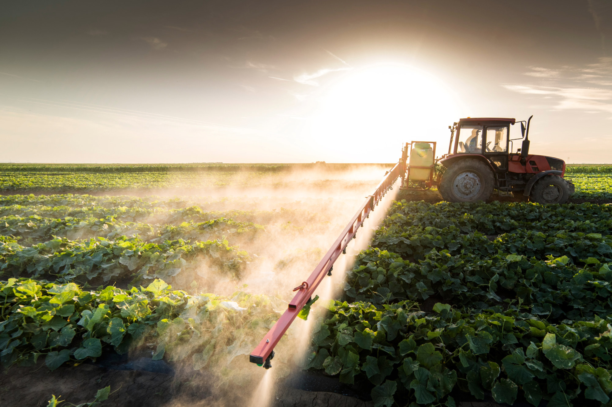 Yanlış Gübre Kullanımının Verime Etkisi